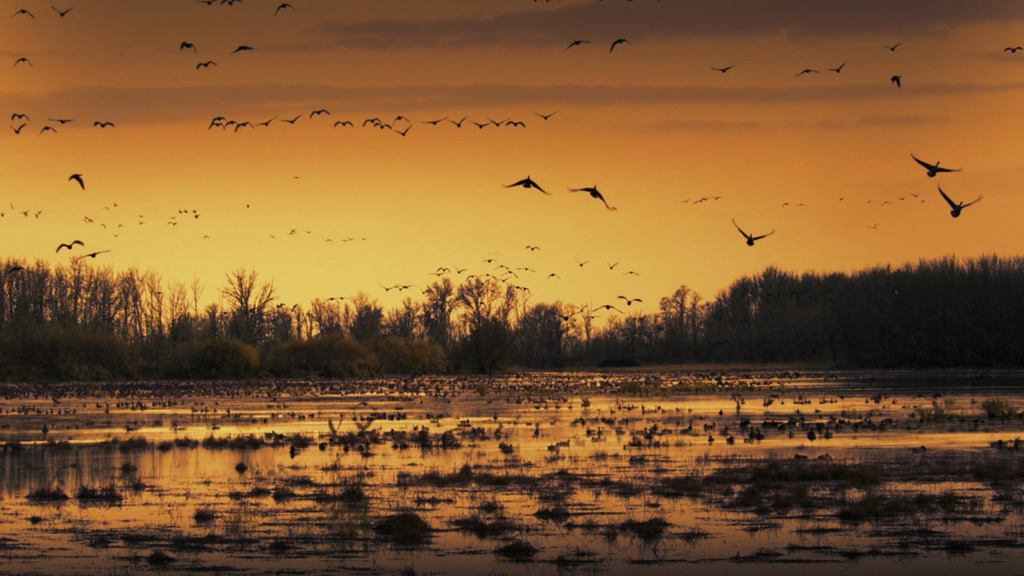 SacramentoWildlifeRefugeGeese_ZH-CN7092330832_1920x1080