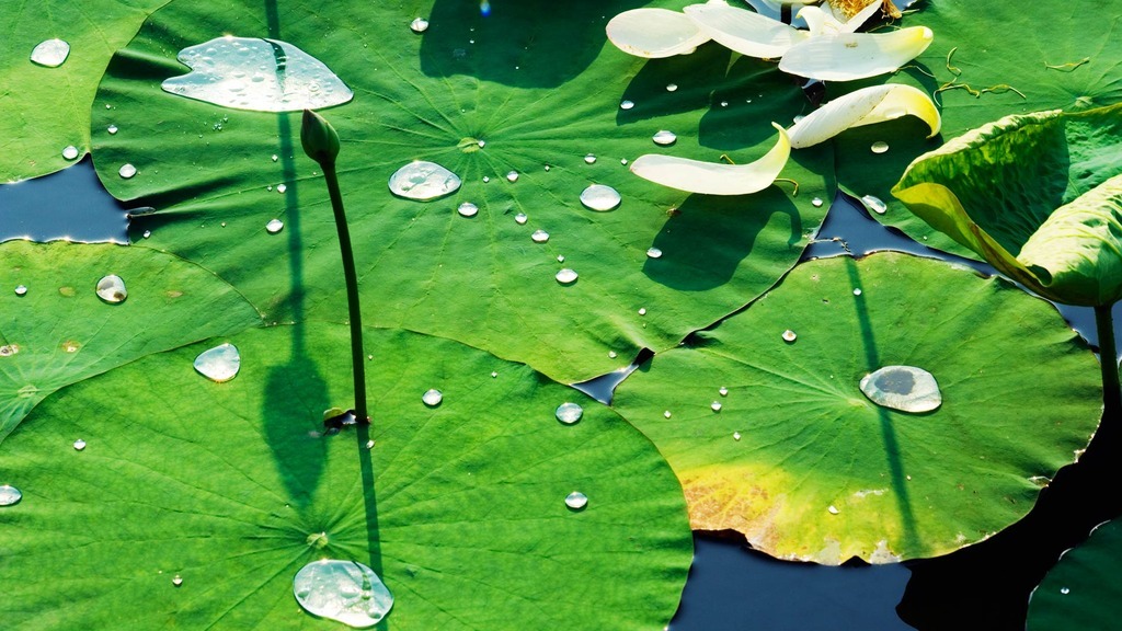 WaterliliesYuanmingyuan_ZH-CN10533925188_1920x1080
